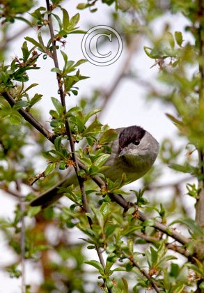 Male Blackcap DM0180